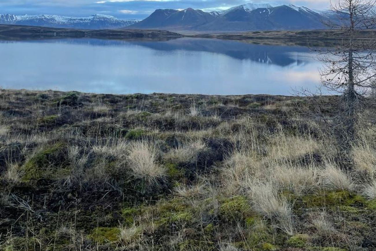 Hvoll sumarhús lóð 4